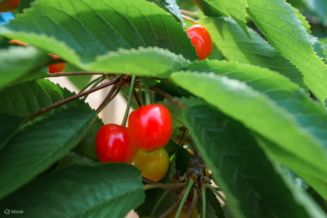 Fruit